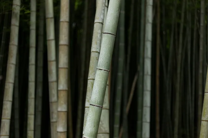 Le chemin de la bambouseraie d’Arashiyama, entre les grands bambous