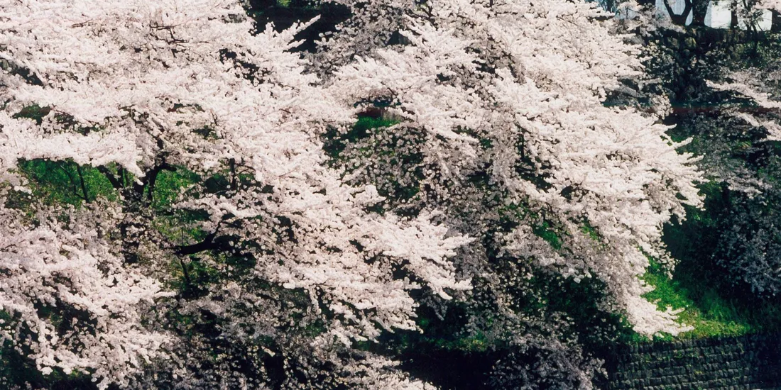 Cerisiers en fleurs au bord des douves de Chidorigafuchi, à Tokyo